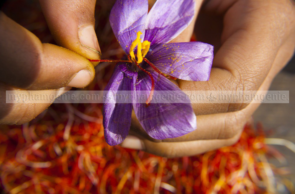serum saffron genie | saffron là gì 